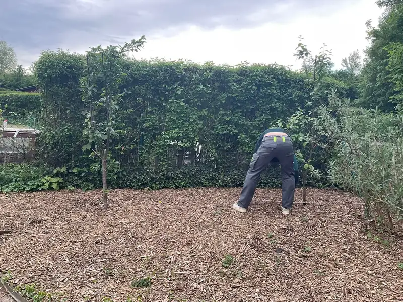 Heckenschnitt München mit sauber vorbereiteter Gartenfläche