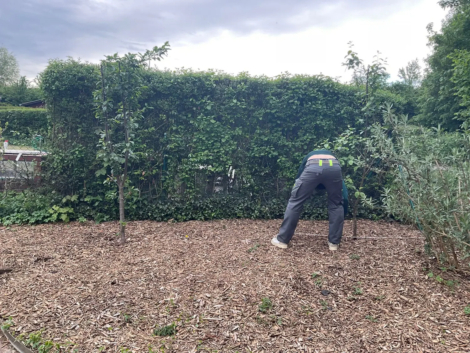 Heckenschnitt München mit sauber vorbereiteter Gartenfläche